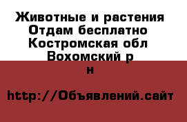 Животные и растения Отдам бесплатно. Костромская обл.,Вохомский р-н